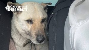 Волонтери із Запоріжжя допомогли евакуйованому господарю повернути собаку зі Слов’янська (фото, відео)