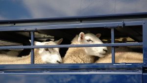 У Слов’янській громаді стартувала реєстрація на допомогу для евакуації худоби та виробничого обладнання 