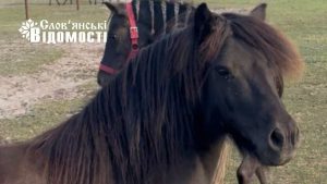 Ослики, поні та десятки птахів: як евакуйовані зі Слов’янська тварини облаштувалися на Полтавщині
