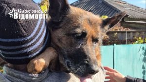 У Святогірській громаді почали стерилізувати та лікувати тварин