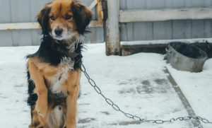 В Україні посилили правила утримання тварин